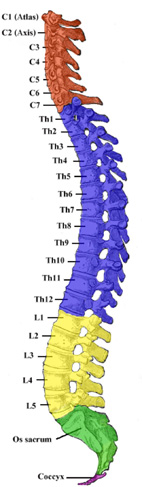 10_organe_vertebral-column copy.jpg